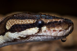 Python regius