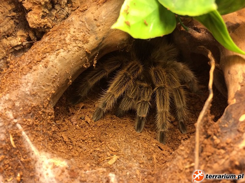 G. rosea