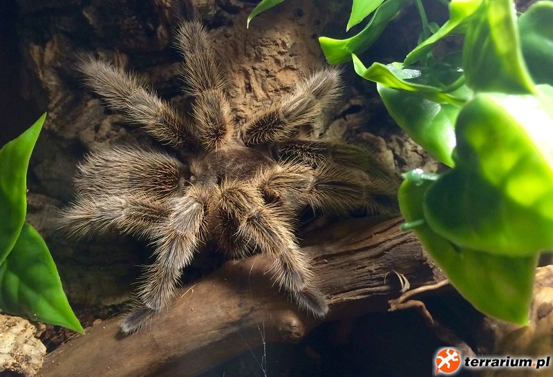 G. rosea