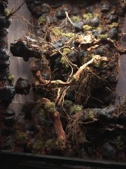 Terrarium Crested Gecko 3