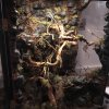 Terrarium Crested Gecko 1