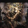Terrarium Crested Gecko 2