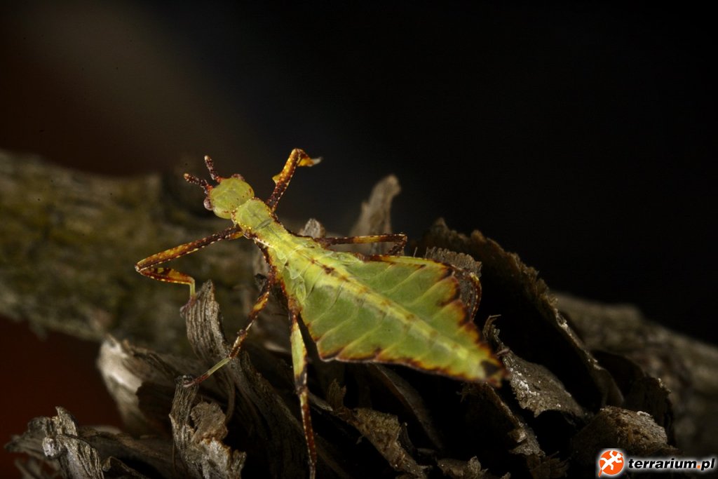 Phyllium jacobsoni - liściec strzałkowy