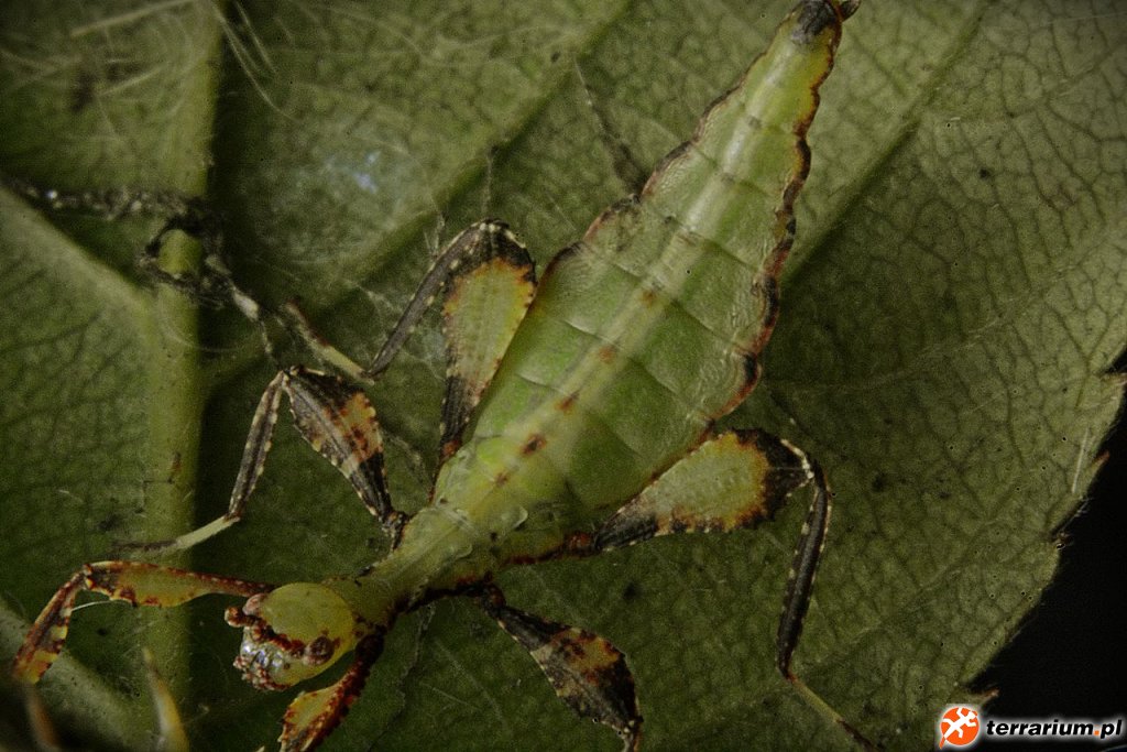 Phyllium jacobsoni - liściec strzałkowy