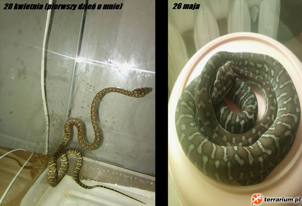Morelia bredli porównanie