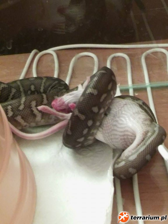 Feeding