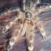 Poecilotheria subfusca