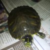 Żółw Żółtolicy (Franklin)