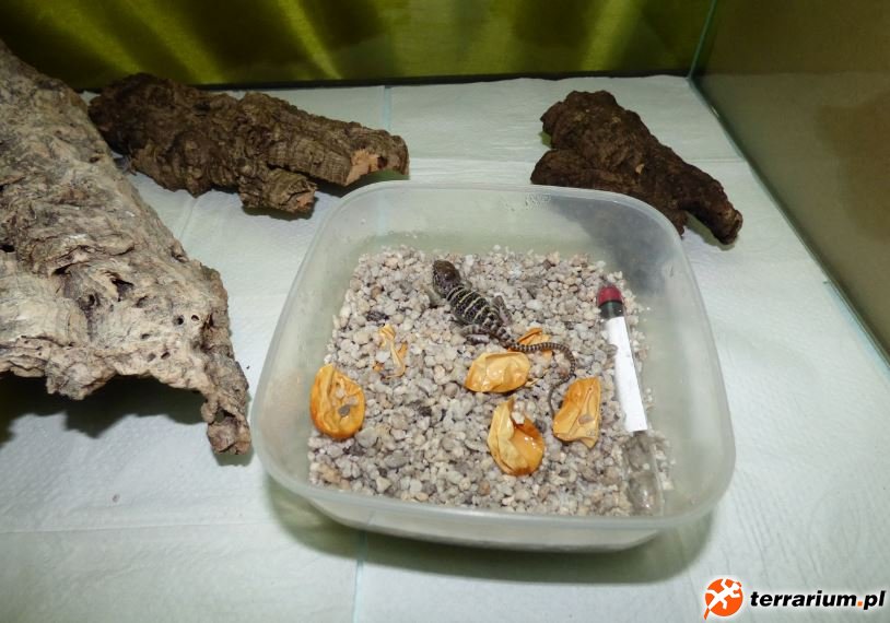 10. Szósty właśnie wyszedł z jajka
