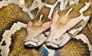 Python molurus molurus Python molurus molurus