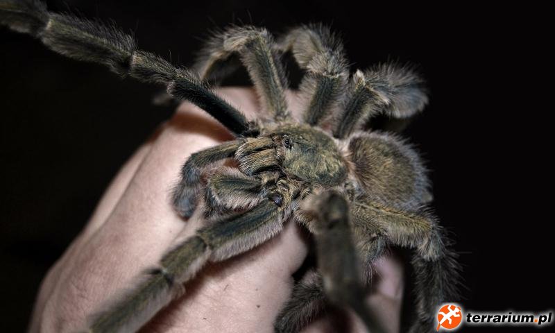 psalmopoeus cambridgei - samiec