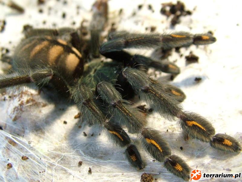 Psalmopoeus irminia