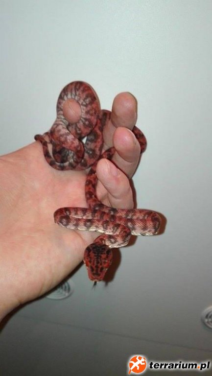 Corallus hortulanus