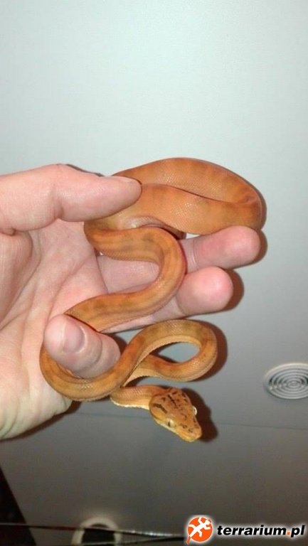 Corallus hortulanus