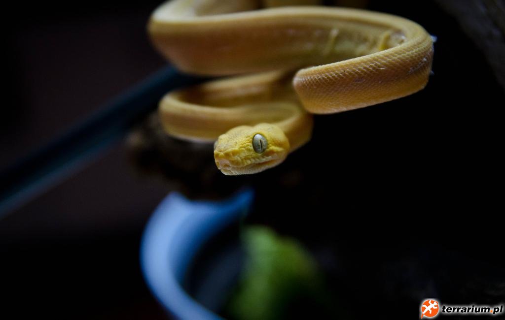 Corallus hortulanus
