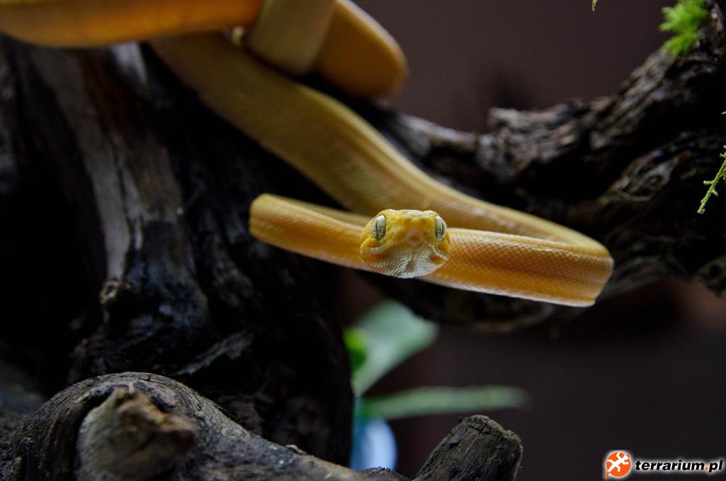 Corallus hortulanus