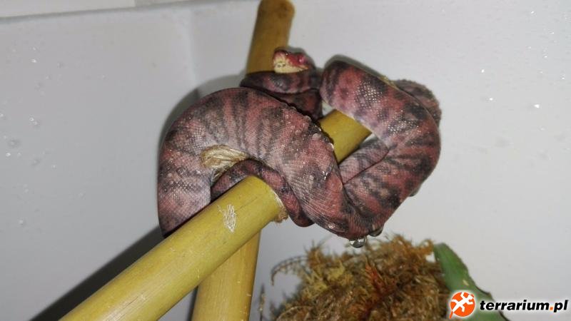 C.hortulanus