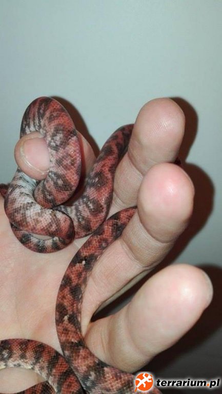 Corallus hortulanus