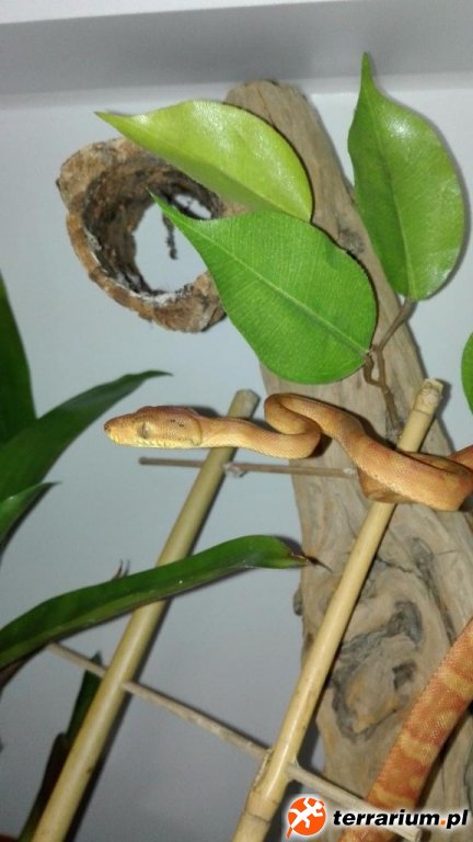 Corallus hortulanus