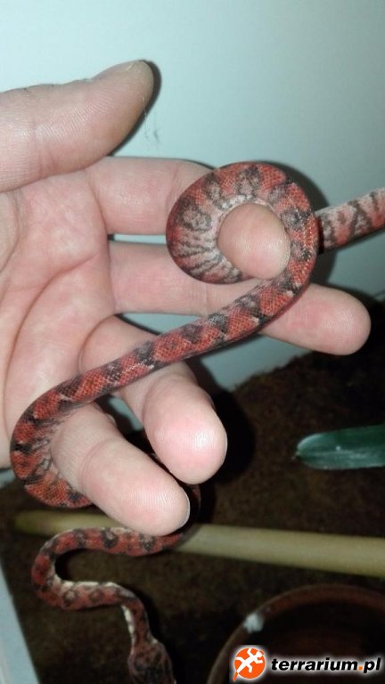 Corallus hortulanus