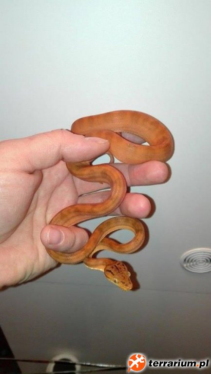 Corallus hortulanus