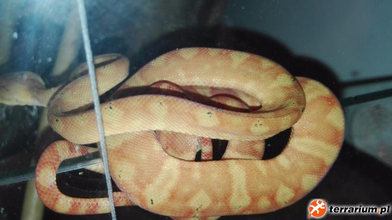 C.hortulanus