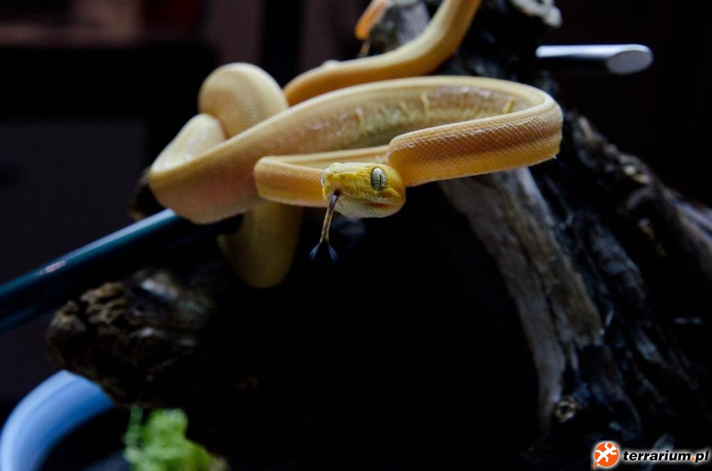Corallus hortulanus
