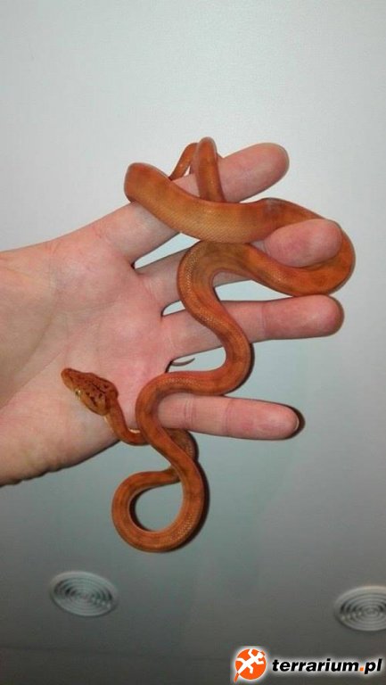 Corallus hortulanus