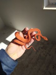 Boa leśny Boa leśny