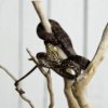 Corallus Hortulanus