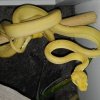 C.hortulanus Yellow
