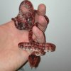 Corallus hortulanus