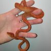 Corallus hortulanus