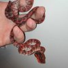 Corallus hortulanus