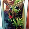 terrarium dla boa leśnego