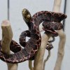 Corallus Hortulanus