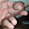 Corallus hortulanus