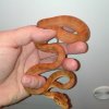 Corallus hortulanus