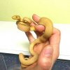 c.hortulanus yellow 2