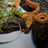 Corallus hortulanus