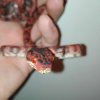 Corallus hortulanus