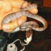 C.hortulanus RED