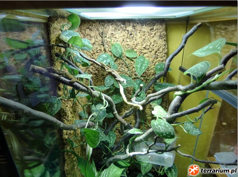 11. Ujęcie terrarium z anolisami (1.3 Anolis gingivinus)