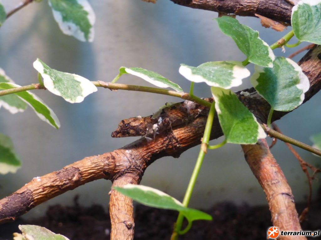 21. Nowowykluty A. gingivinus w terrarium