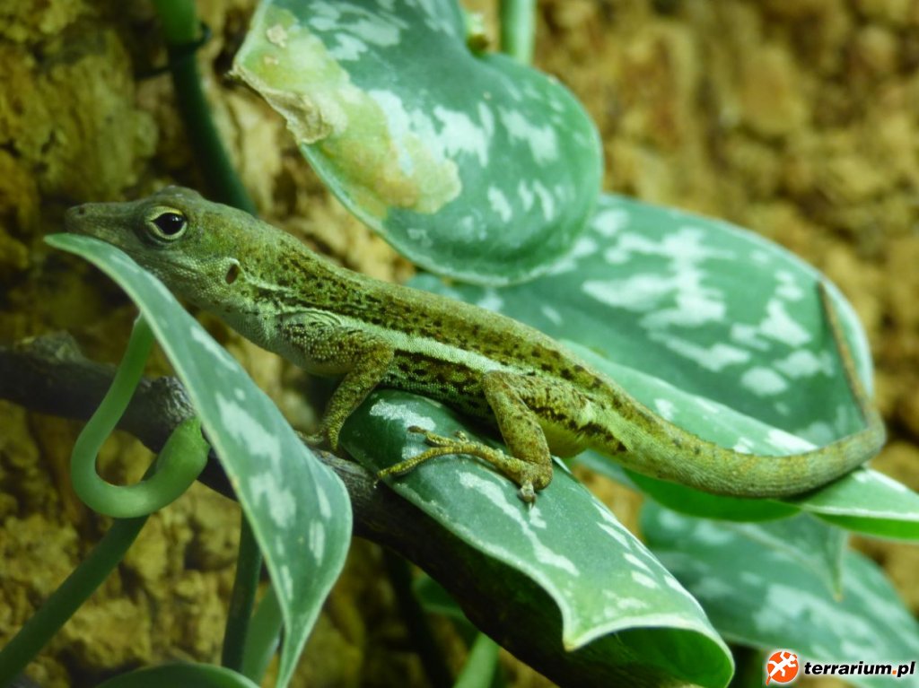 6. Samica Anolis gingivinus