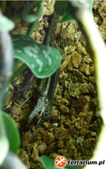 10. Samica Anolis gingivinus jedząca karaczana tureckiego
