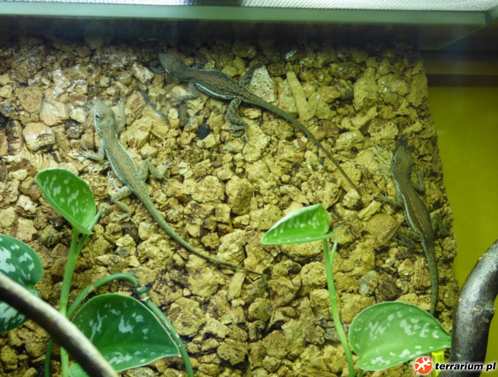 3. Samice Anolis gingivinus