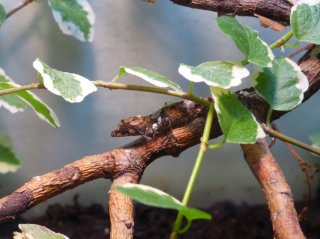 21. Nowowykluty A. gingivinus w terrarium
