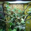 11. Ujęcie terrarium z anolisami (1.3 Anolis gingivinus)