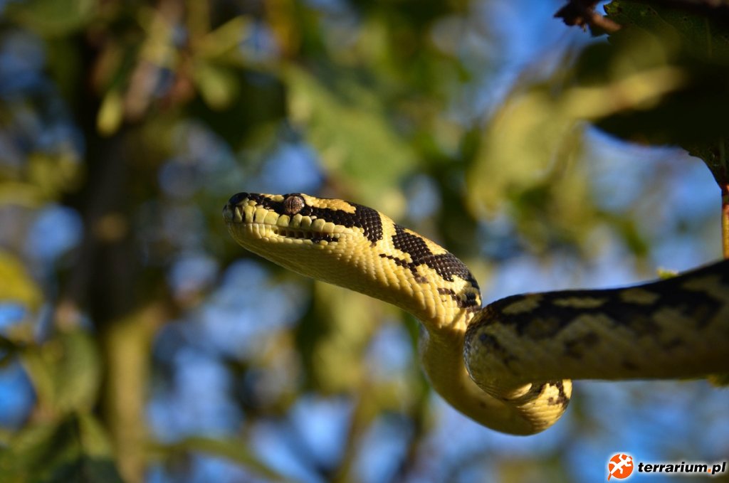 Morelia spilota harrisoni